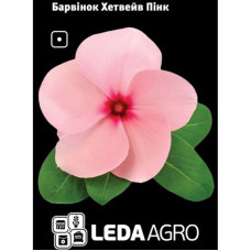 Барвинок Хетвейв Пинк розовый 10 шт LedaAgro