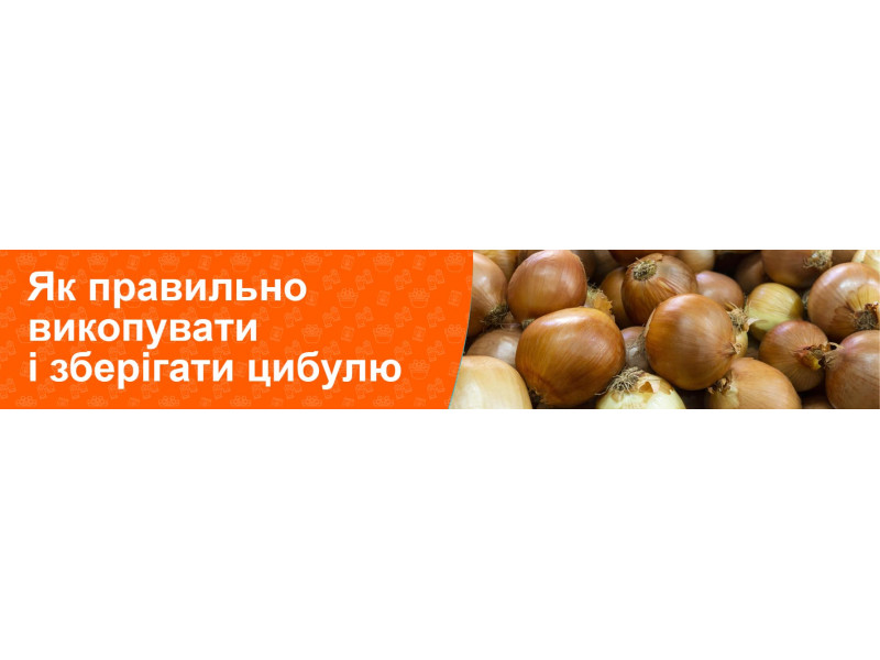 Как правильно выкапывать и хранить лук