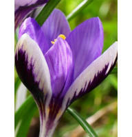 Крокус Spring Beauty 5+