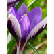 Крокус Spring Beauty 5+