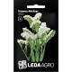 Семена Кермек Айсберг белый 0,15 г LedaAgro