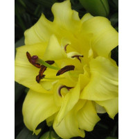 Лілія махрова Exotic Sun DBL (Екзотик Сан) 12/14 (1 шт)