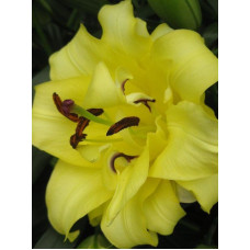 Лілія махрова Exotic Sun DBL (Екзотик Сан) 12/14 (1 шт)