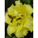 Лілія махрова Exotic Sun DBL (Екзотик Сан) 12/14 (1 шт)