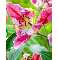 Лилия Parrot Pink Cariba попугайная 12/14
