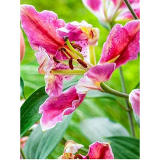 Лілія Parrot Pink Cariba папужна 12/14