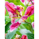 Лілія Parrot Pink Cariba папужна 12/14