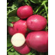 Семенной картофель Кристина 2 репродукция фракция 35-55 1 кг