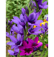 Бабиана Stricta Mixed 5/6