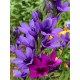 Бабиана Stricta Mixed 5/6