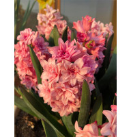 Гіацинт махровий Спрінг Б'юті (Spring Beauty) 15/16