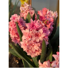 Гіацинт махровий Спрінг Б'юті (Spring Beauty) 15/16