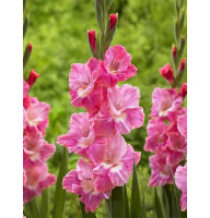 Гладиолус Pink Parrot Гофрированный 12/14 (3 шт)