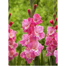 Гладиолус Pink Parrot Гофрированный 12/14 (3 шт)