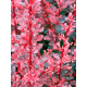 Барбарис Тунберга Роуз Глоу Rose Glow C2