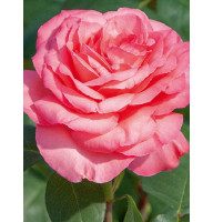 Роза Panthere Rose (Пантер Роуз) Чайно-Гибридная