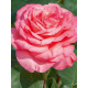 Роза Panthere Rose (Пантер Роуз) Чайно-Гибридная