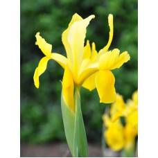 Ірис Golden Beauty 6/7