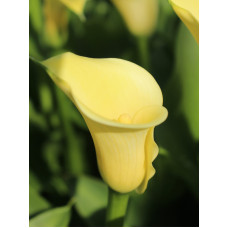 Кала Mellow Yellow 14/16