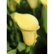 Калла Mellow Yellow 14/16