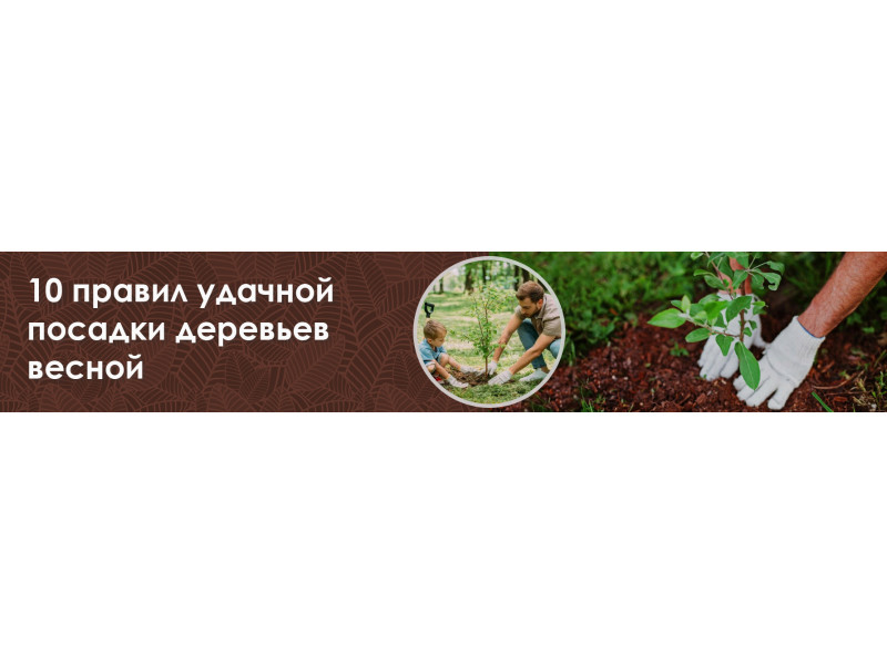 10 правил удачной посадки деревьев весной
