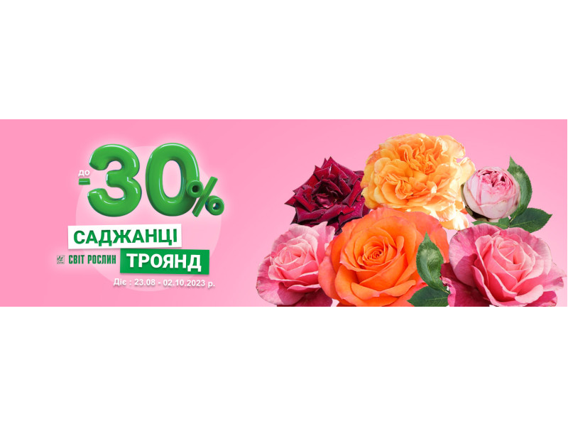  Акція! До -30% на саджанці троянд