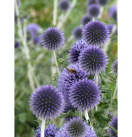 Головатень звичайний Платинум Блю (Platinum Blue)