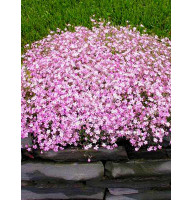 Гипсофила Paniculata pink (1 шт)