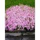 Гіпсофіла Paniculata pink (1 шт)
