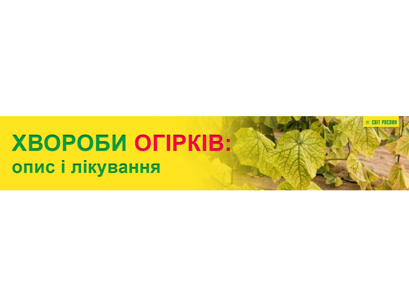 Болезни огурцов: описание с фото и способы «лечения»