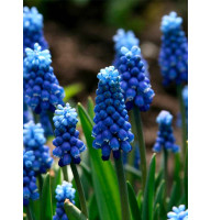 Мускари Aucheri Blue Magic 6/7 (5 шт)