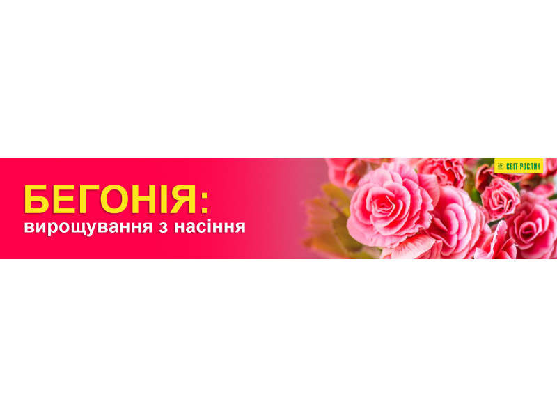 Бегонія: вирощування з насіння