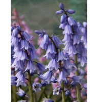 Гіацинтоідес Blauw 6/7