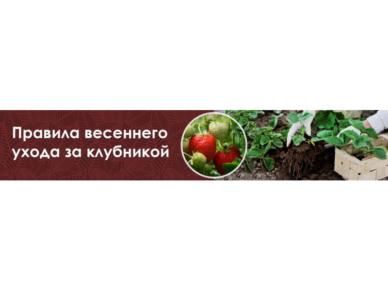 Як доглядати за полуницею навесні
