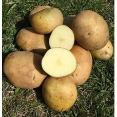 Картофель Саванна 1 кг (1 репродукция), фракция 40-60