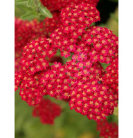 Ахиллея (Тысячелистник) Millefolium Red Velvet