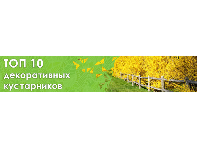 ТОП 10 кустарников для красивого сада