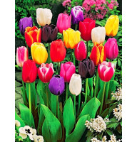 Тюльпан Tulipa Mix ботанічний