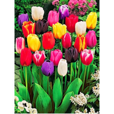 Тюльпан Tulipa Mix ботанический
