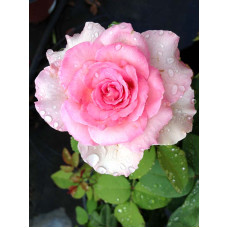 Роза Pink Perfection Кордес