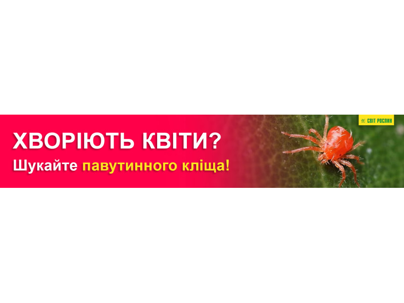 Болеют цветы? Ищите паутинного клеща!