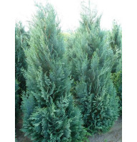 Кипарисовик Лавсона Колумнаріс Columnaris С3