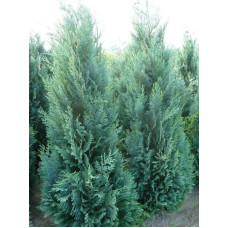 Кипарисовик Лавсона Колумнаріс Columnaris С3