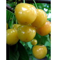 Черешня Росошанская золота