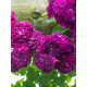 Роза плетистая Блю Маджента (Bleu Magenta)