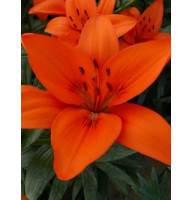 Лилия азиатская Orange Summer