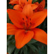 Лилия азиатская Orange Summer