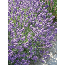 Лаванда Дварф Блю (Dwarf Blue) Р9