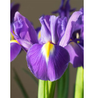 Ірис Перпл Сенсейшн (Purple Sensation) 6/7
