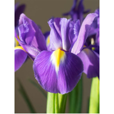 Ирис Перпл Сенсейшн (Purple Sensation) 6/7